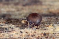 Xenillus clypeator