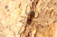 Lathys humilis