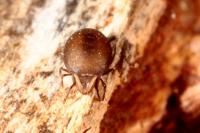 Xenillus clypeator
