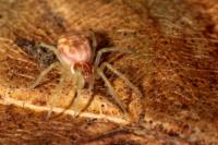 Nigma flavescens