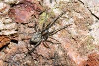 Anyphaena accentuata