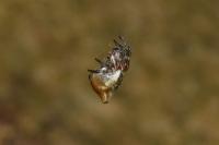 Cyclosa conica