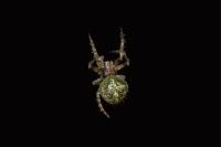 Gibbaranea gibbosa