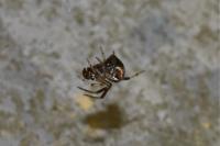 Parasteatoda lunata