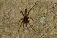 Harpactea hombergi
