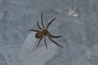 Philodromus