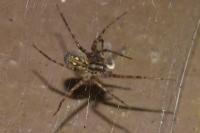 Tegenaria parietina