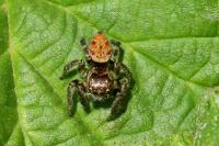 Evarcha arcuata