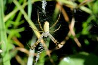 Argiope bruennichi