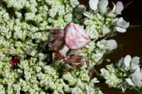 Thomisus onustus