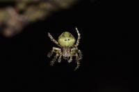 Gibbaranea gibbosa