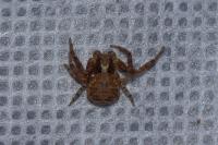 Xysticus