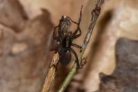Pardosa