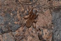 Pardosa