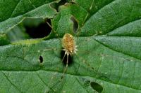 Opilio canestrinii