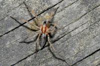Agelena labyrinthica