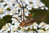 Phalangium opilio