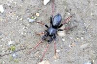 Trachyzelotes pedestris