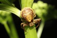 Xysticus ulmi