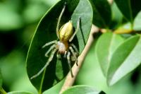 Cheiracanthium punctorium