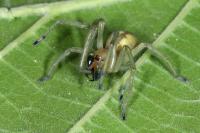 Cheiracanthium punctorium