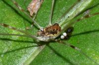 Opilio canestrinii