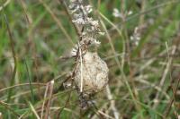 Argiope bruennichi