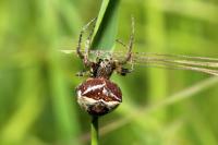 Gibbaranea bituberculata