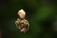 Tmarus