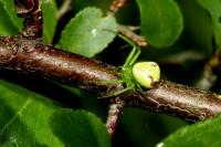 Ebrechtella tricuspidata