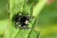 Evarcha arcuata
