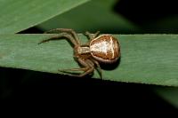 Xysticus ulmi