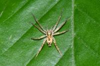 Anyphaena accentuata