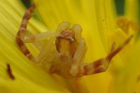 Thomisus onustus