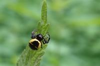 Synema globosum