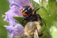 Synema globosum