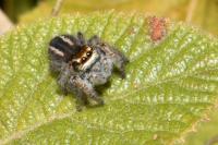 Philaeus chrysops