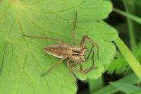 Pisaura mirabilis