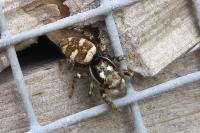 Salticus scenicus