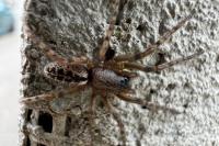 Segestria bavarica