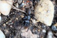Atypus