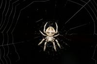 Araneus angulatus