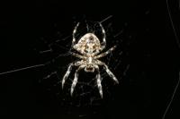 Araneus angulatus