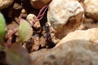 Micaria fulgens