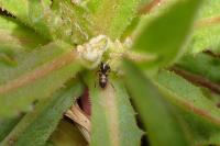 Micaria fulgens
