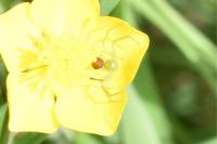 Diaea dorsata