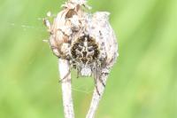 Agalenatea redii