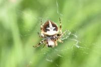 Agalenatea redii