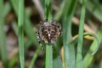 Agalenatea redii