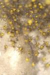 Araneus diadematus